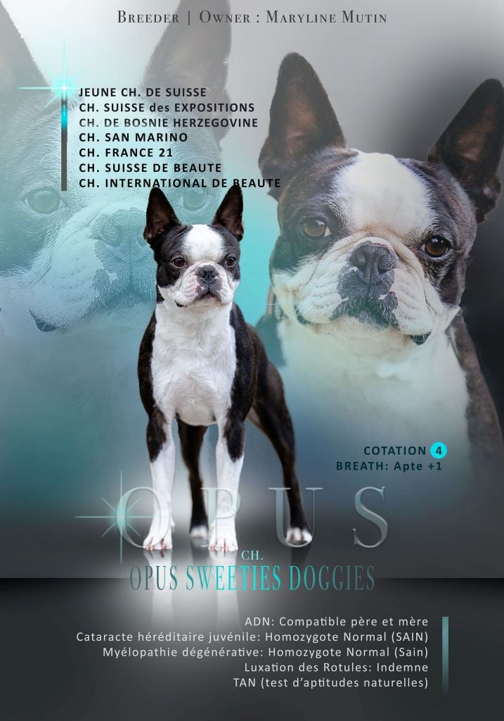 CH. Opus Sweeties Doggies