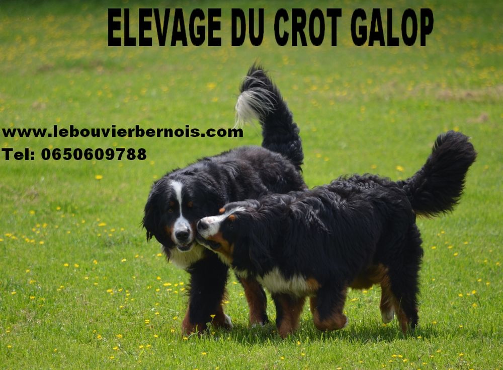 Publication : Du crot galop 