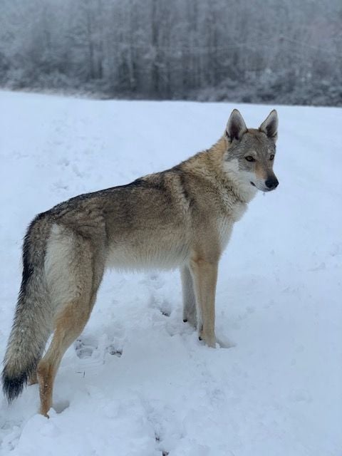 Publication : Du Vallon De Zaltana Auteur : CharlÃ¨ne