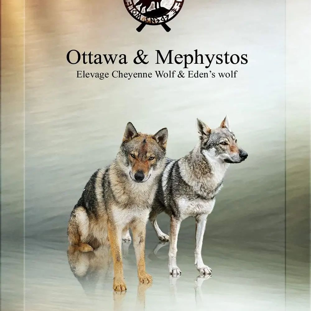 Publication : Cheyenne Wolf 