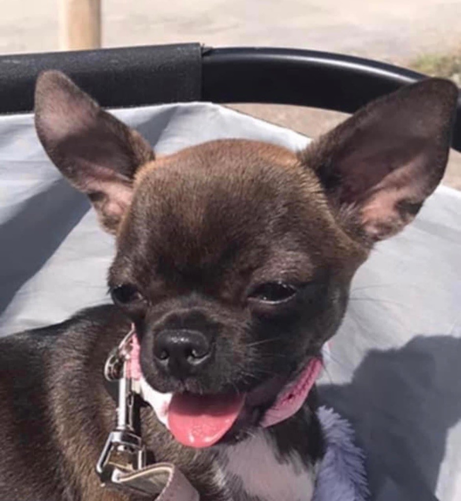 Publication : des Curiosites Divines Auteur : Des Curiosités Divines