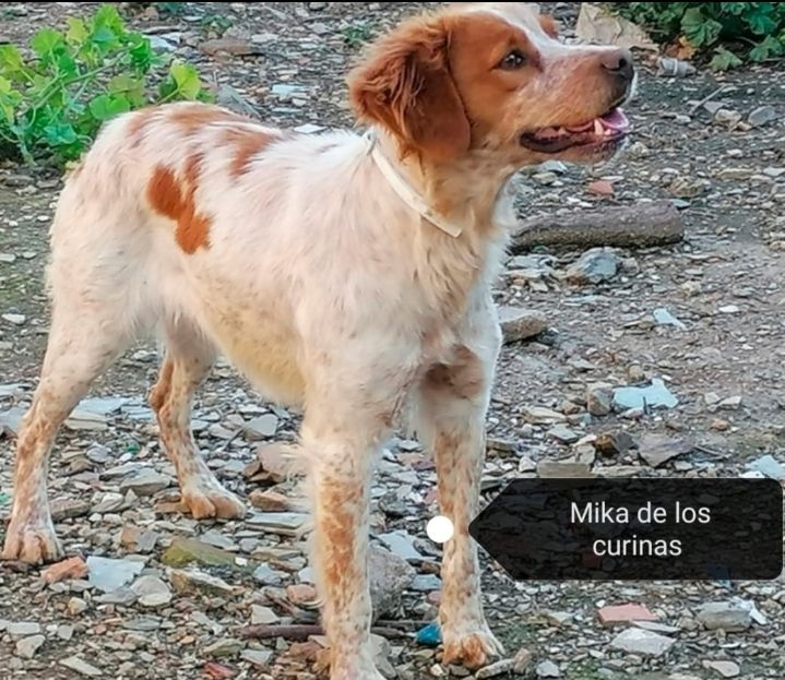 Mika de los curinas