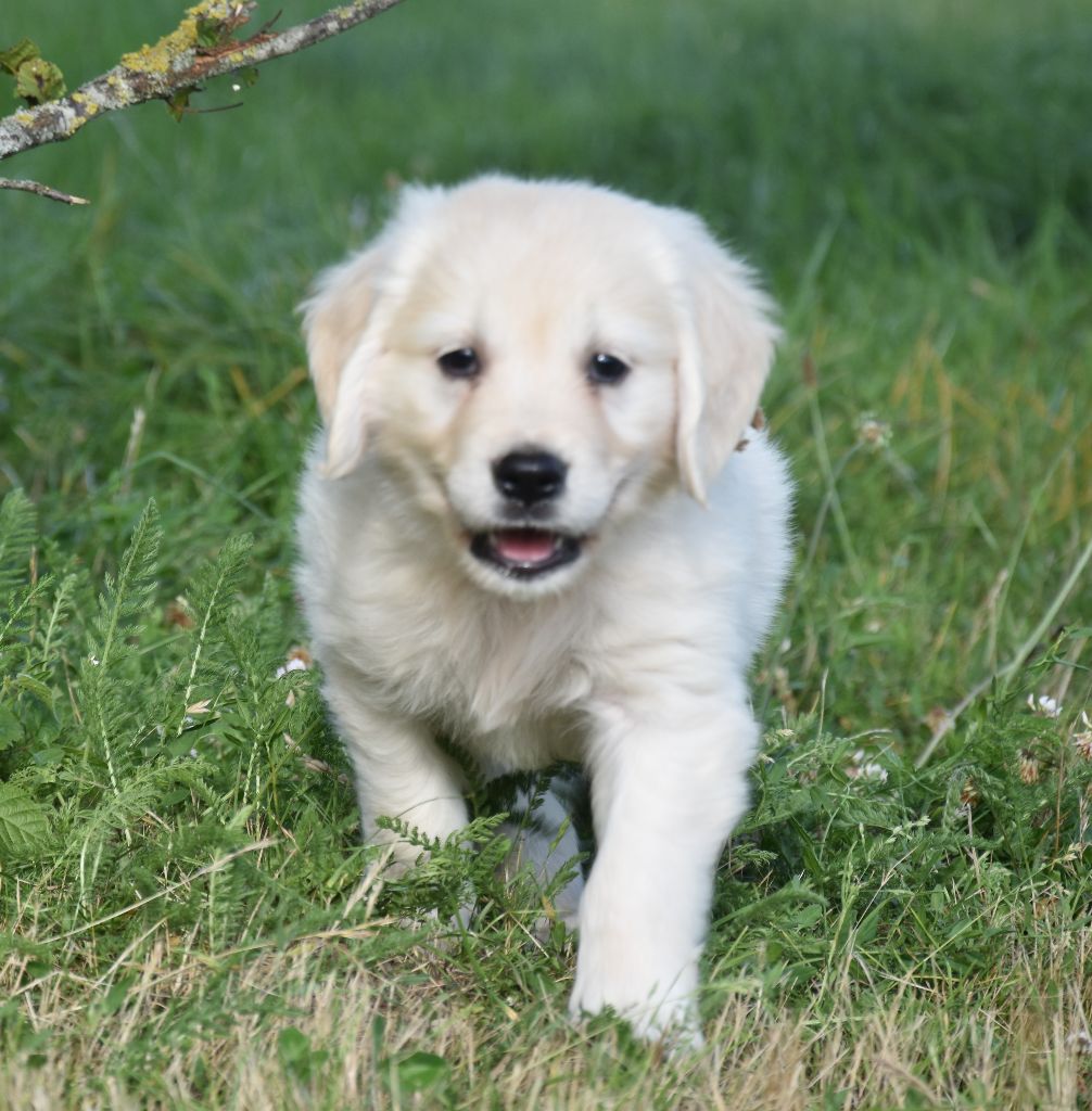 Publication : Lealta's Edition 