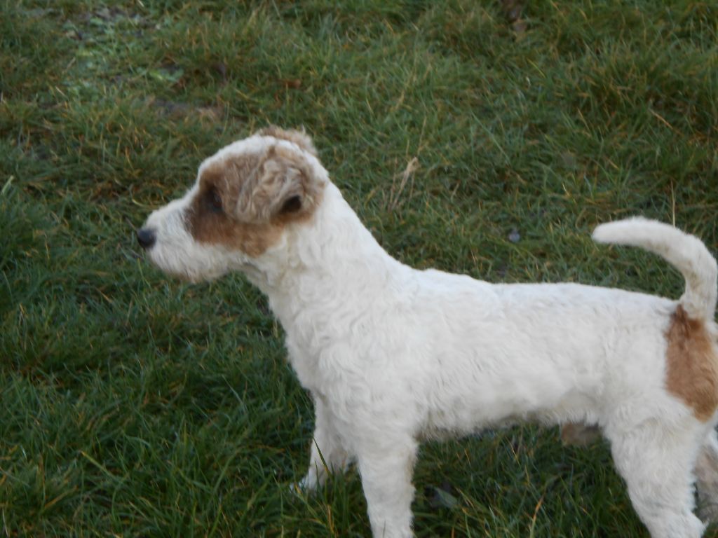 Publication : De la roche turpin 