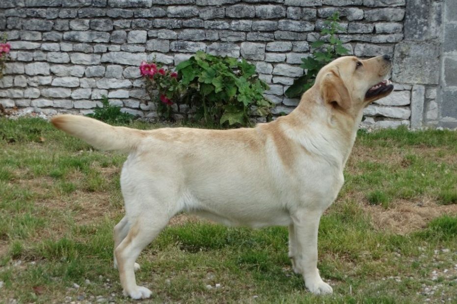 Publication : De La Vallée Caelestis