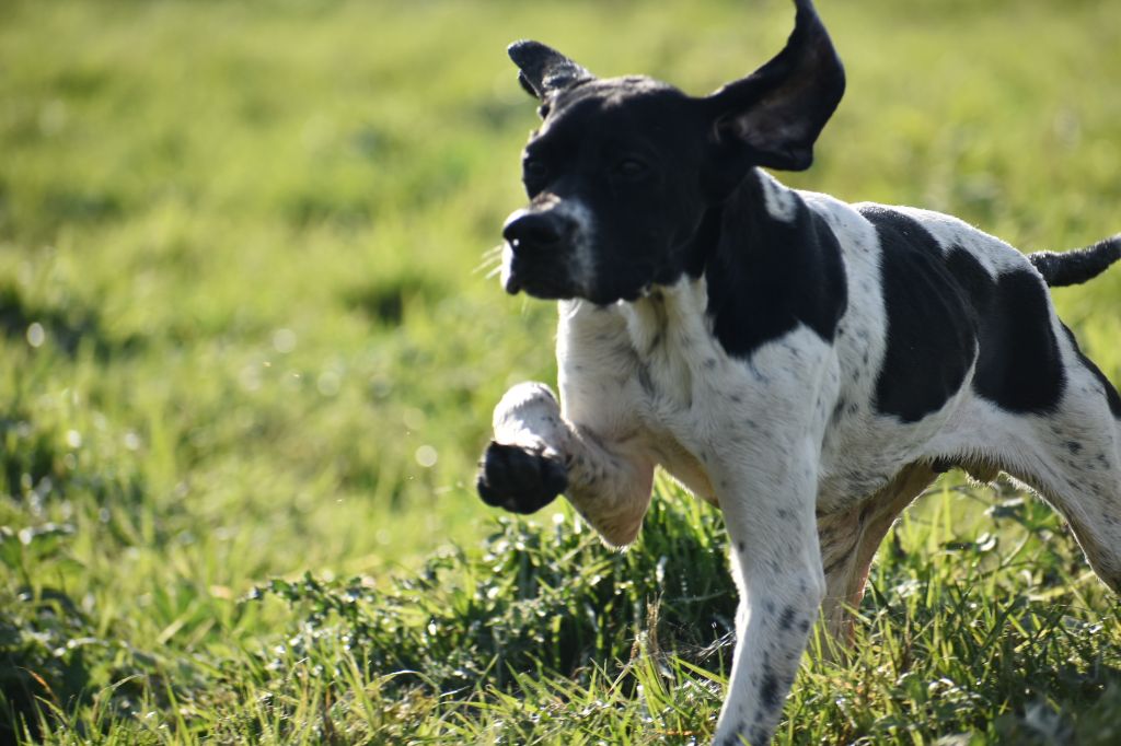 Publication : Du Pré Du Chêne Vert Auteur : Natur'&ellement chien