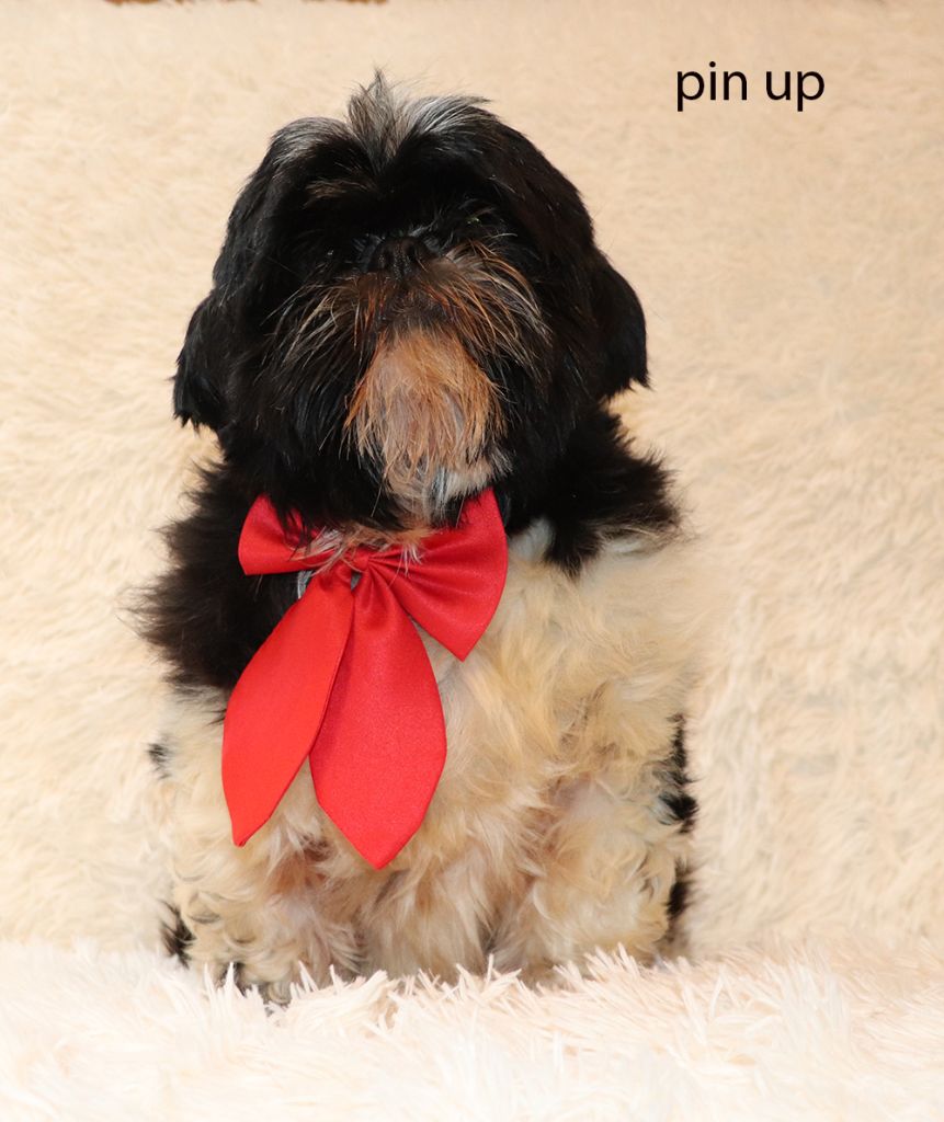 Publication : De la butte de Goliath Auteur : VIRGINIE DUVAL