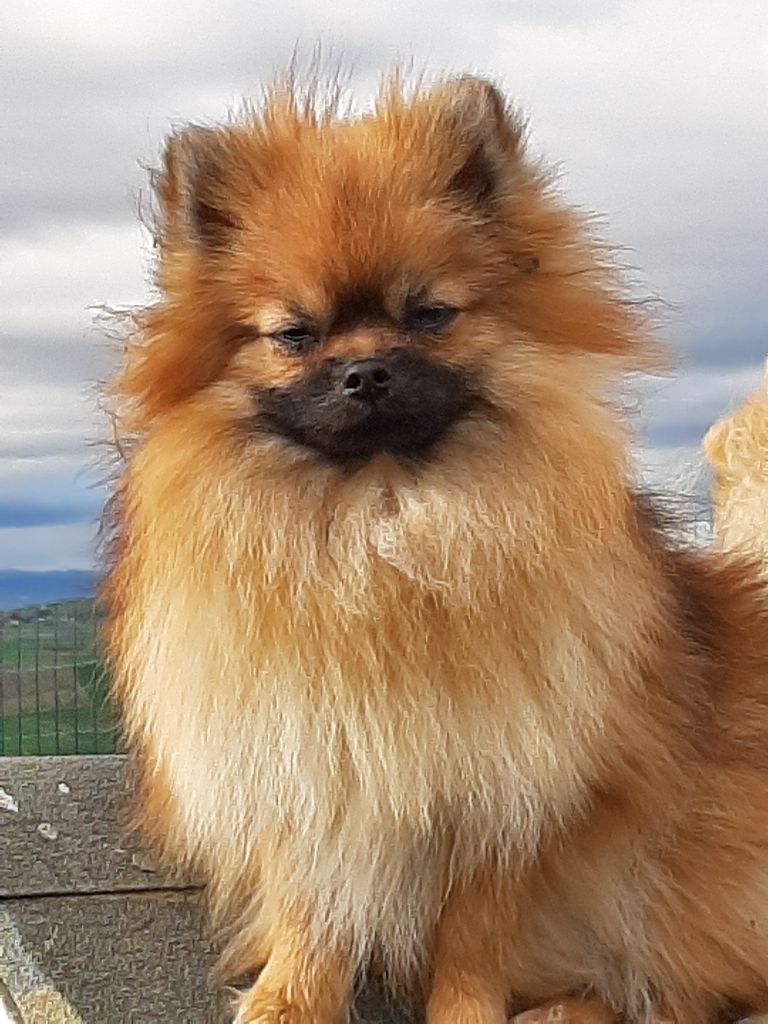 Publication : de la Générade Auteur : loubaresse