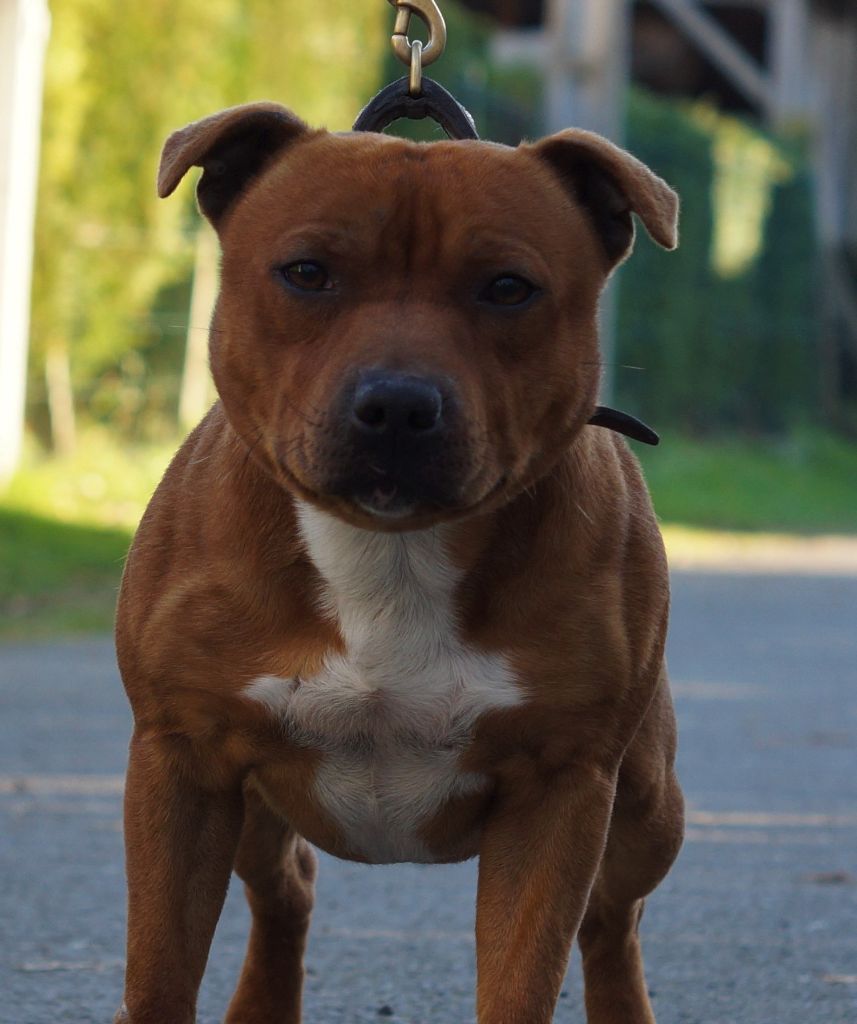 Publication : My Lil Bull Auteur : mlb