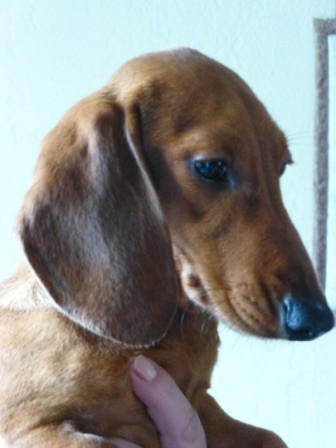 Publication : de la Garenne en Hurepoix Auteur : V.POMPAR