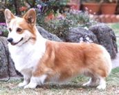 CH. aberlee Breakaway