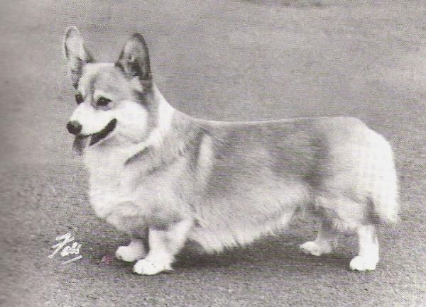 CH. Belroyd Nut cracker