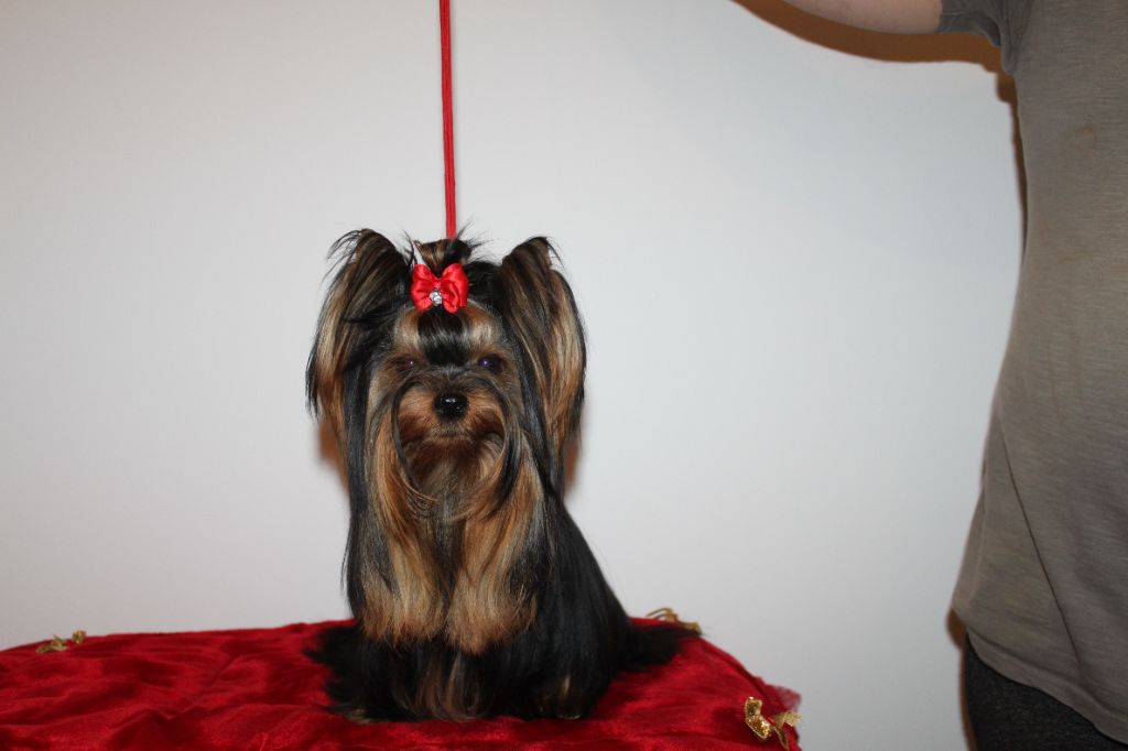 Publication : du royaume d'Inès Auteur : kles baya