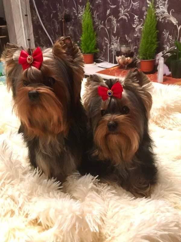 Publication : Des Lutins De Cornouaille 