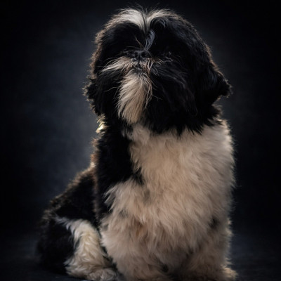 Étalon Shih Tzu - Razmoket De la butte de Goliath