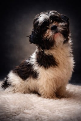 Étalon Shih Tzu - Razmotte De la butte de Goliath