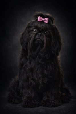 Étalon Shih Tzu - Saucisse de chalumelle