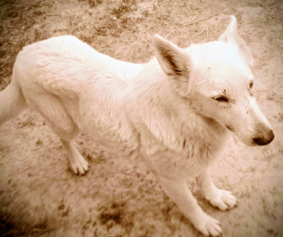 Étalon Berger Blanc Suisse - Oka Du Domaine Des Beautés Divines