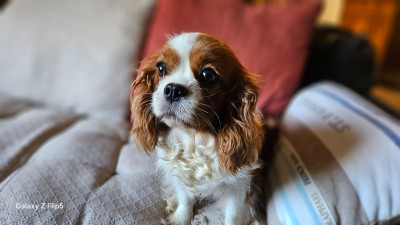 Étalon Cavalier King Charles Spaniel - Swany Des Hauts De La Chaume