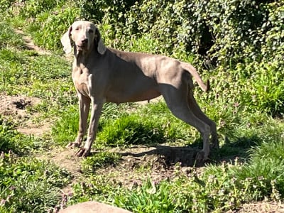 Étalon Braque de Weimar - Santana Soft Harmony