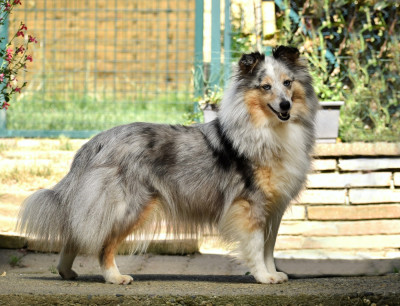 Étalon Shetland Sheepdog - Roxanne du Domaine du Carpé