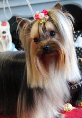 Étalon Yorkshire Terrier - Sugar baby love Des Anges de Batignolles