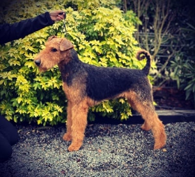 Étalon Airedale Terrier - Xeres von erikson