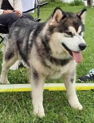 Étalon Alaskan Malamute - Polar star mystik Of Legends Inupiak