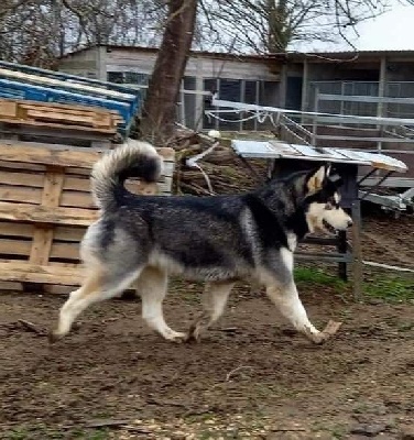 Étalon Alaskan Malamute - Princesse ayita M'alaska Dream Of Snow