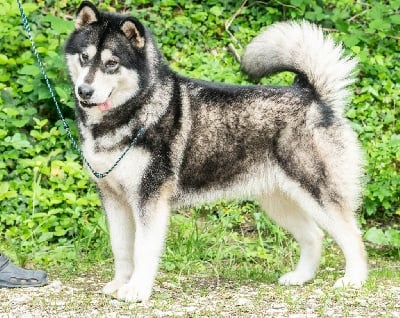 Étalon Alaskan Malamute - CH. Mituk De Prana Des Loups