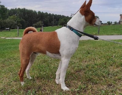 Étalon Basenji - Rin du Chemin de la Lune aux Reves