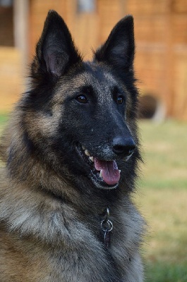 Étalon Berger Belge - mongo mon Becka