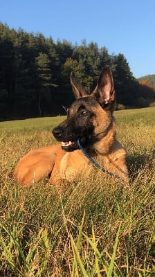 Saiko Brave Koeur Of Ice