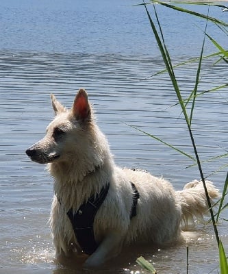 Étalon Berger Blanc Suisse - Only wanna be with you Des Loups De Normandie