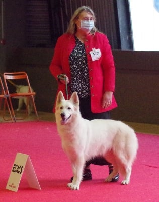 Étalon Berger Blanc Suisse - Nikhita fire du paradis boupi