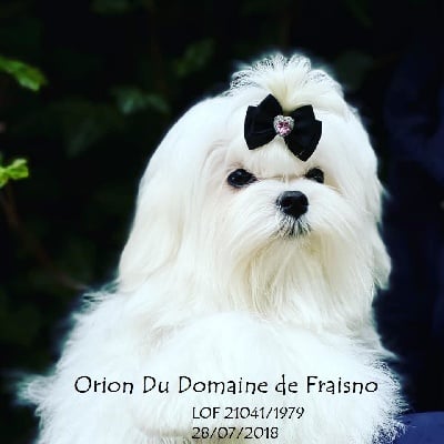 Étalon Bichon maltais - Orion Du domaine de fraisno