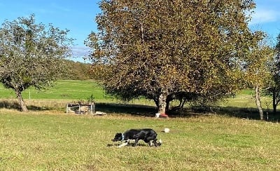 Étalon Border Collie - Runya Of Morwen’s Pride