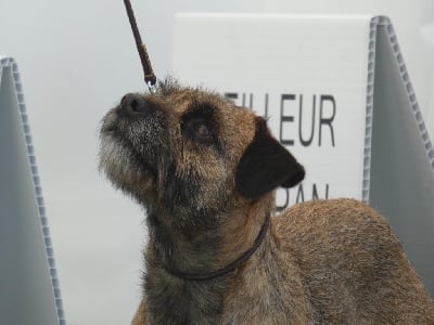 Étalon Border Terrier - CH. Night and day du moulin du temple Borderbobs