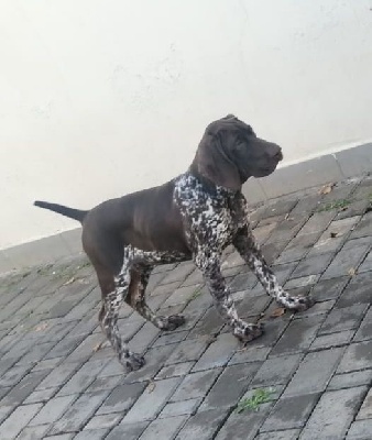 Étalon Braque allemand à poil court - Taliy Des Sources D'asni