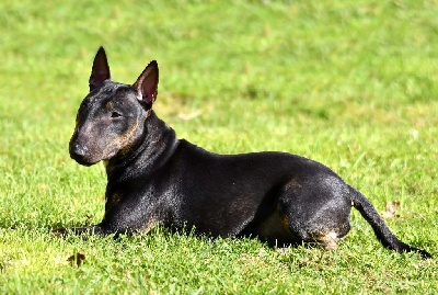 Étalon Bull Terrier Miniature - hell's line Pigalle aka prune