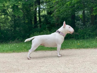 Étalon Bull Terrier Miniature - bulloholic One'n'only sally amjel
