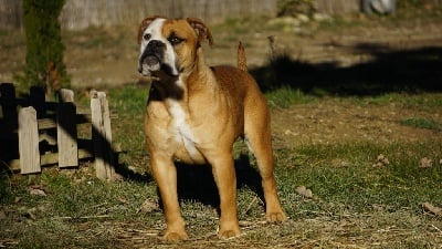 Étalon Bulldog continental - Robine wood Des Belles Truffes