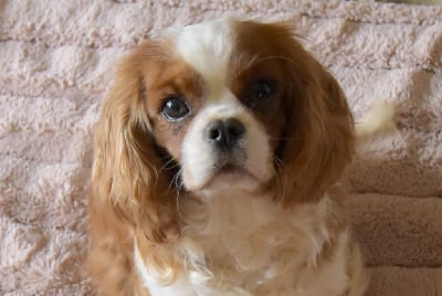 Étalon Cavalier King Charles Spaniel - O'sborg Of Love Parisienne