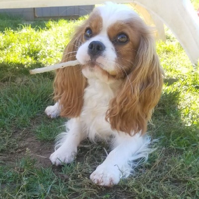 Étalon Cavalier King Charles Spaniel - Pumba Du Petit Brillouard