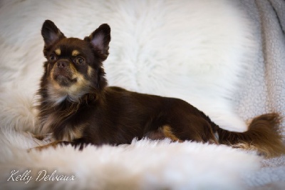 Étalon Chihuahua - elite beauty Lucia