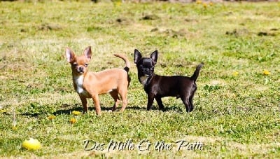 Étalon Chihuahua - Pommie des Mille et une Patte