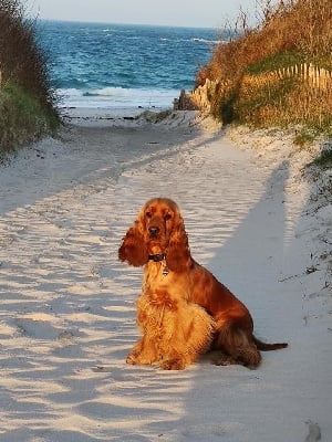 Étalon Cocker Spaniel Anglais - Romy sterenn are de kerdero