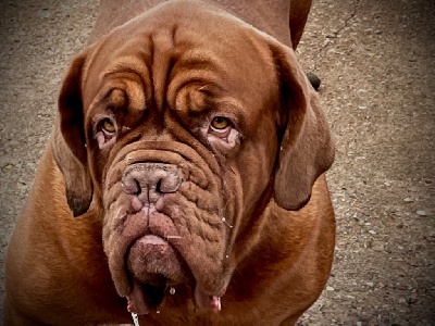 Étalon Dogue de Bordeaux - Narnia de l'ombre du cheytan