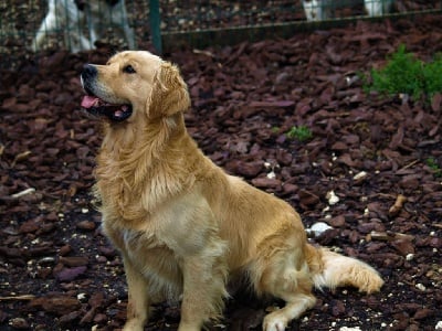 Étalon Golden Retriever - Music's blues brothers of Glen Sheallag