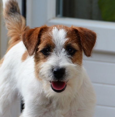 Étalon Jack Russell Terrier - lovely orange Meadow lili